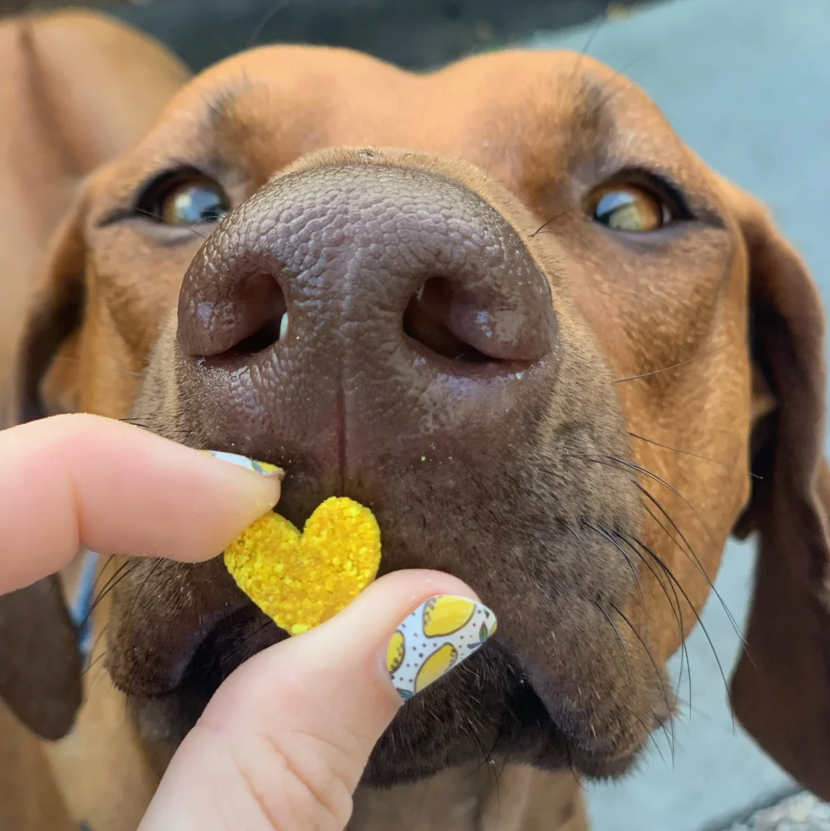 Sweet Potato & Turmeric Baked Cookie Dog Treats - Bild 5