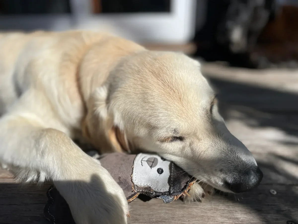 Country Tails Sheep Chew Toy - Bild 3