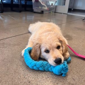 Toy - Tug Time