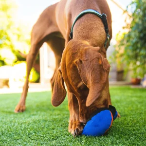 tug-e-nuff-The Clam - Treat Dispensing Dog Toy