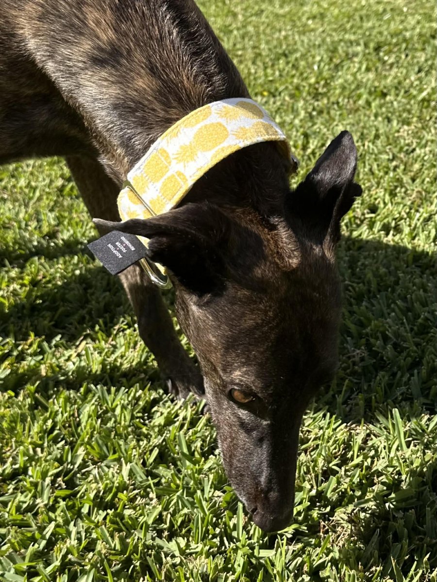 Martingale Greyhound Collar, Wide Adjustable Dog Collar 1.5 Inch, 2 Inch - Pineapple Pop - Bild 4